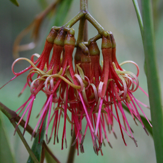 Drooping Mistletoe