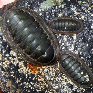 Australian Chiton