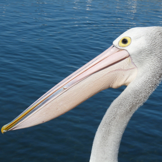 Australian Pelican