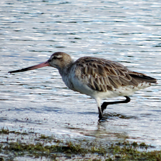 Bar-tailed Godwit