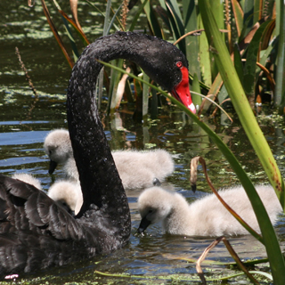 Black Swan and cygnets