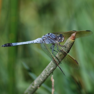 Blue Skimmer