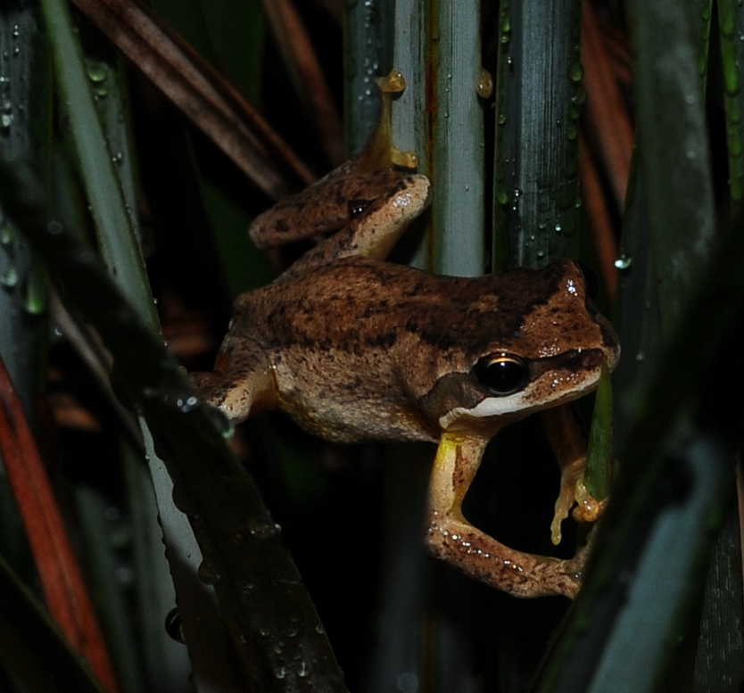 Brown Tree Frog