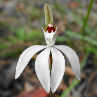 White Fingers (Caladenia catenata)