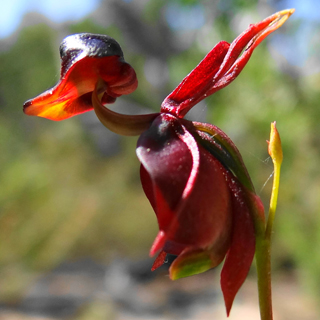 Large Duck Orchid