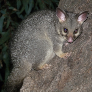 Common Brushtail Possum