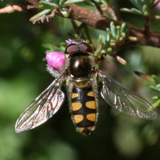 Common Hoverfly