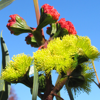 Red-capped Gum