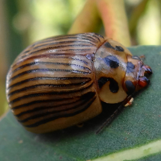 Eucalyptus Leaf Beetle