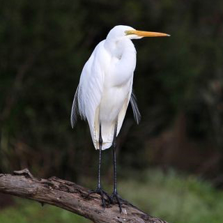 Great Egret