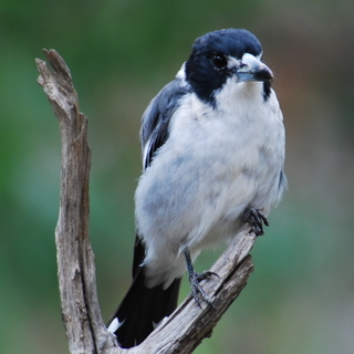 Grey Butcherbird