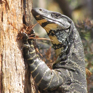 Lace Monitor