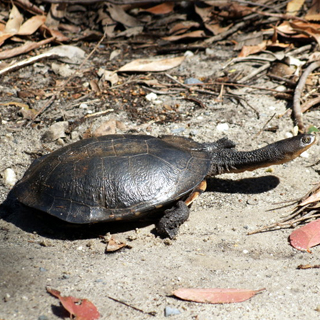 Long-necked Turtle