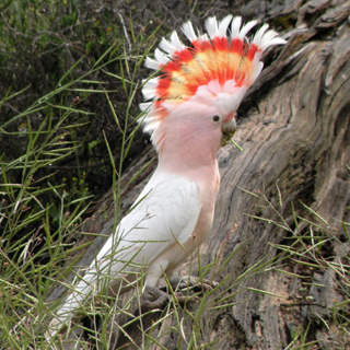 Major Mitchell Cockatoo