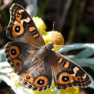 Meadow Argus