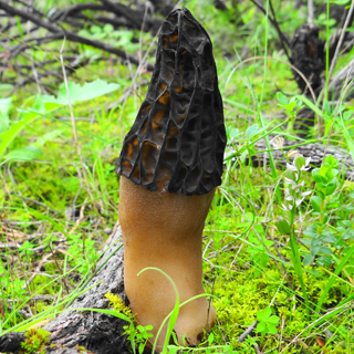 Morchella Elata