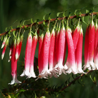 Native Fuchsia (Epacris longiflora)