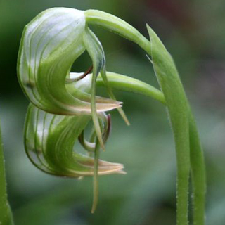 Nodding Greenhood (Pterostylis nutans)