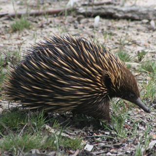 Short-beaked Echidna