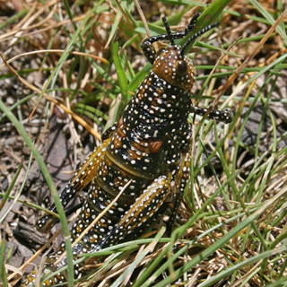 Spotted Mountain Grasshopper