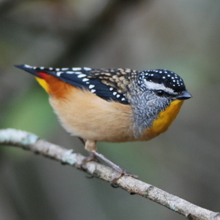 Spotted Pardalote