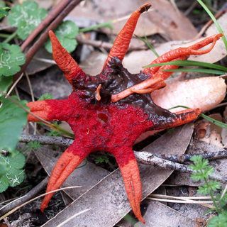 Starfish Fungus