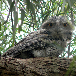 Tawny Frogmouth