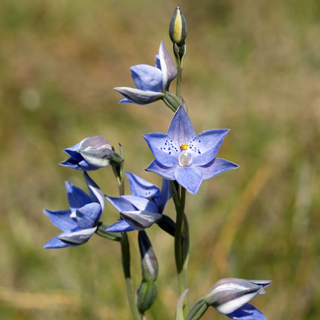 Spotted Sun Orchid