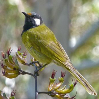 White-eared Honeyeater