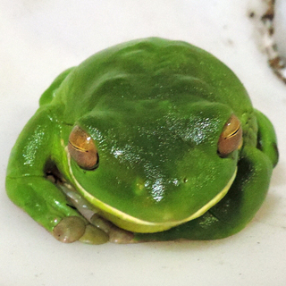 White-lipped Tree Frog